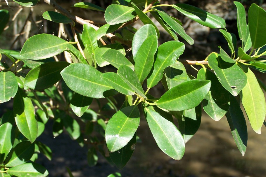 Терминалии праздник