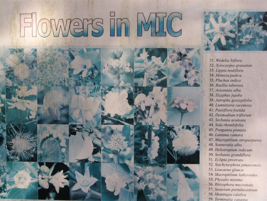 Томский Ботанический сад Орхидея инопланетянка