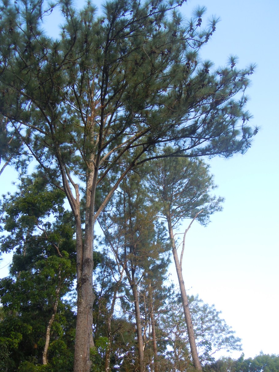 Pinus elliottii