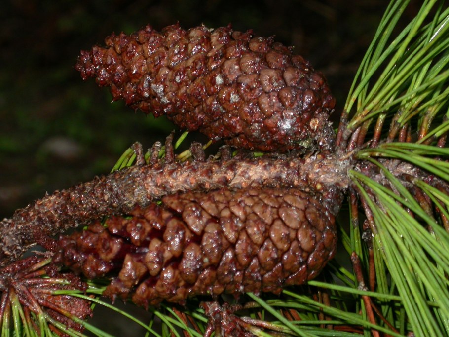 Pinus caribaea