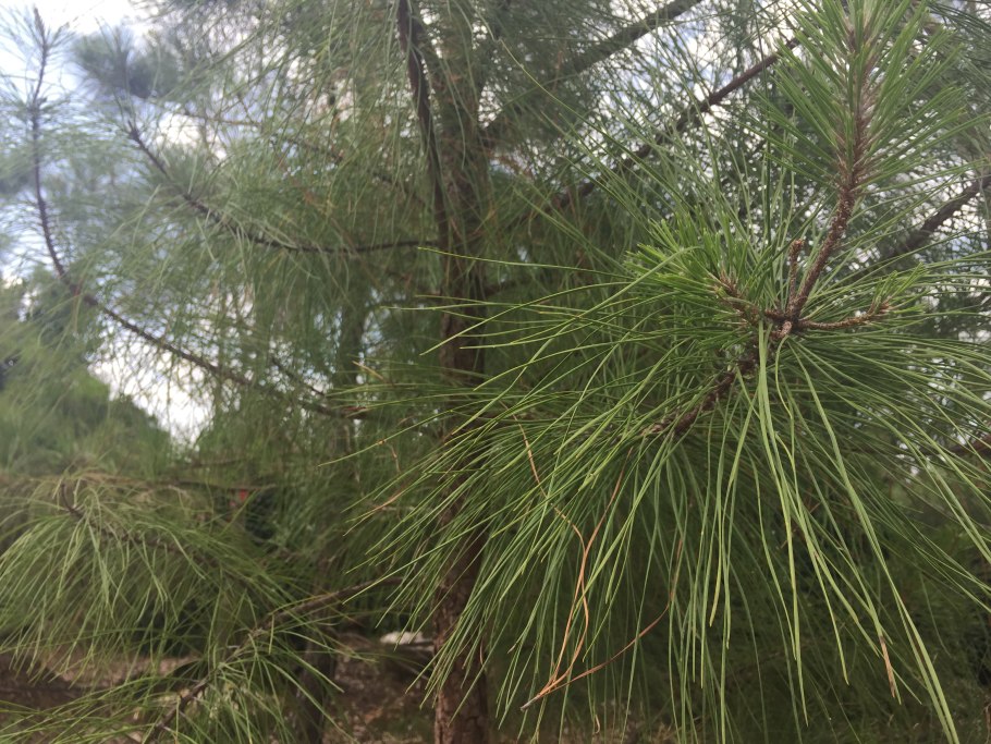 Карибская сосна фото