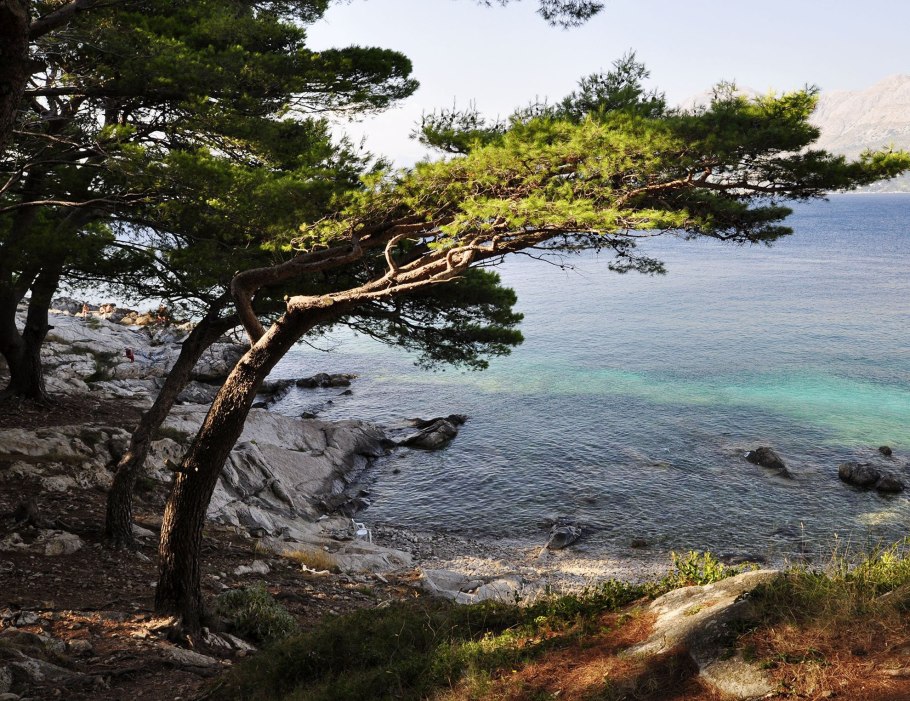 Средиземноморская сосна пиния