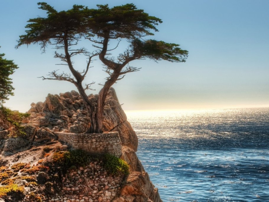 Monterey cypress
