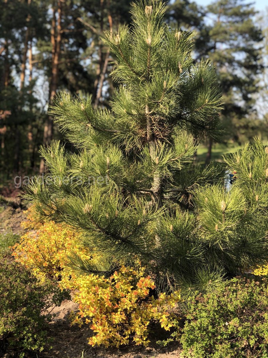 Pinus sylvestris (сосна обыкновенная) 'aurea'