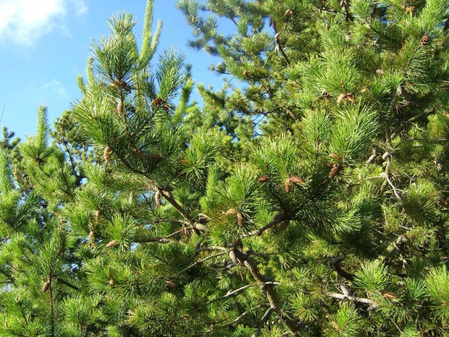 Pinus contorta