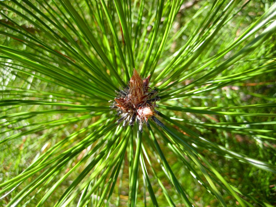 Pinus densata