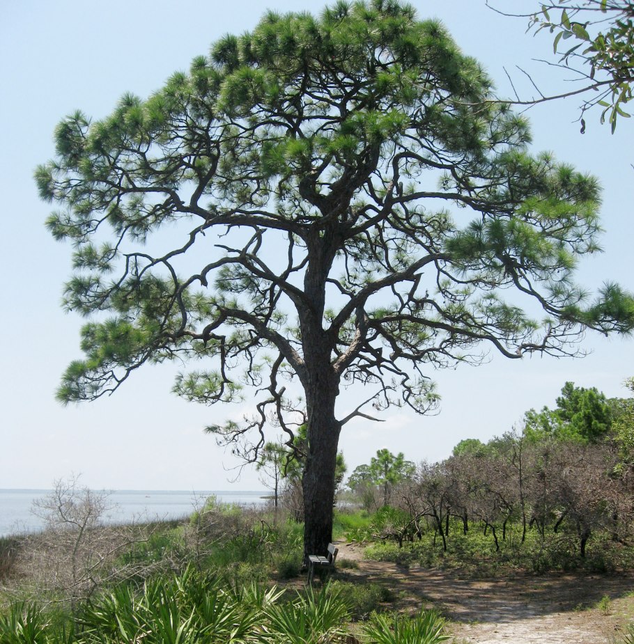 Pinus merkusii
