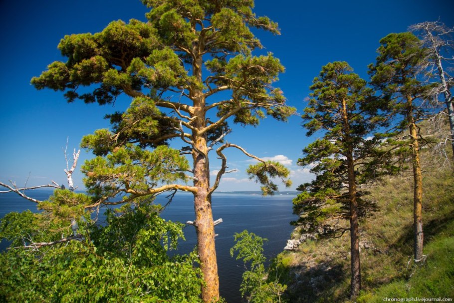 Сардиния леса