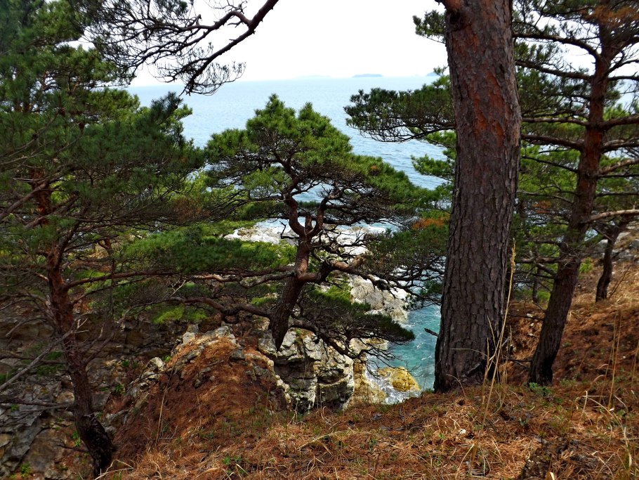 Сосны дальневосточный морской заповедник