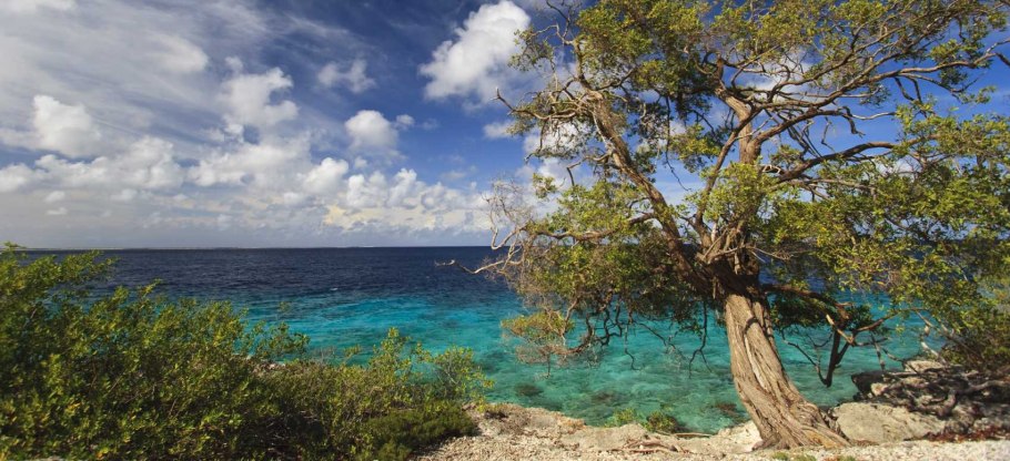 Тропические деревья