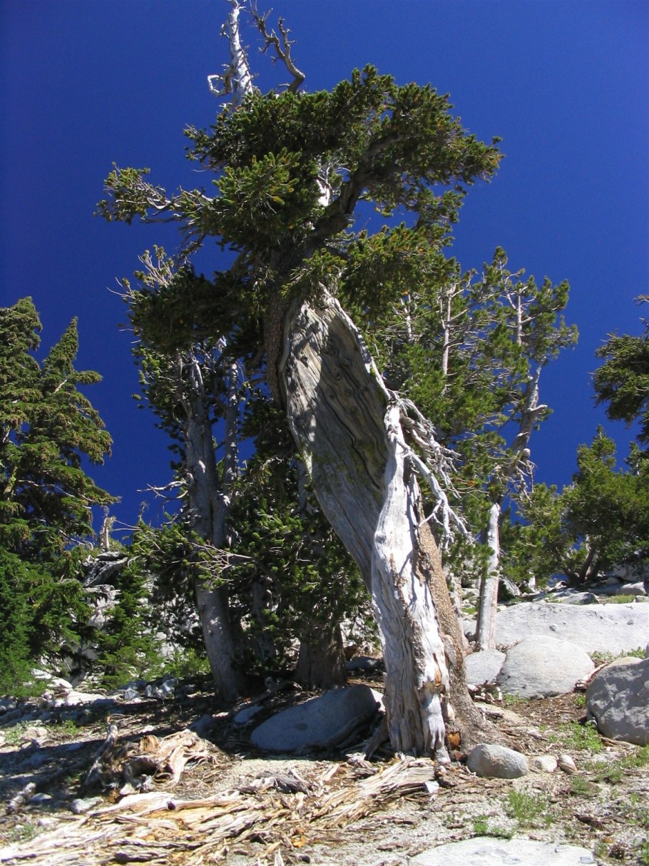 Pinus balfouriana