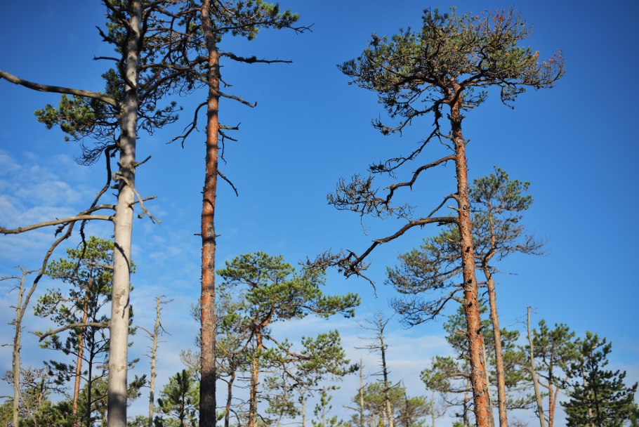 Красивая пышная сосна