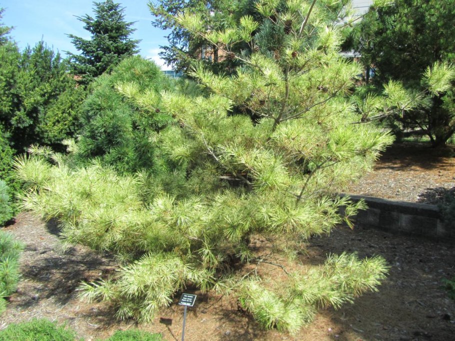 Сосна густоцветковая окулюс-драконис