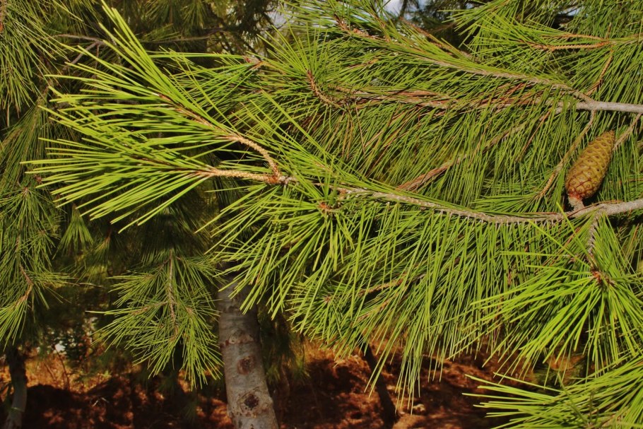 Сосна алеппская pinus halepensis