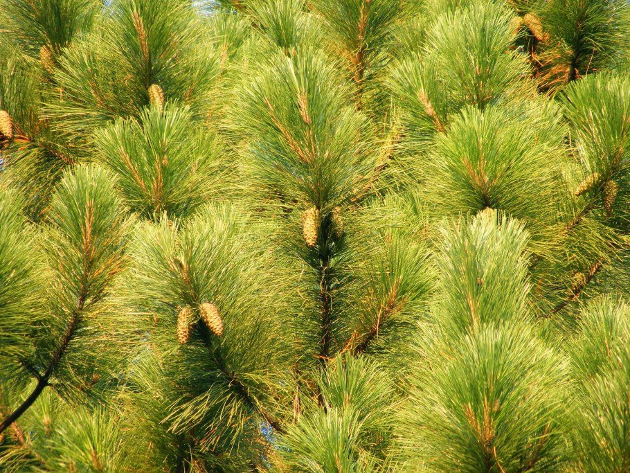 Pinus elliottii дерево