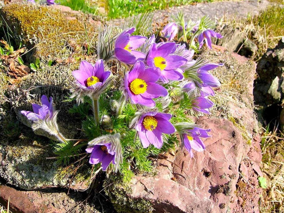 Прострел blaue Glocke