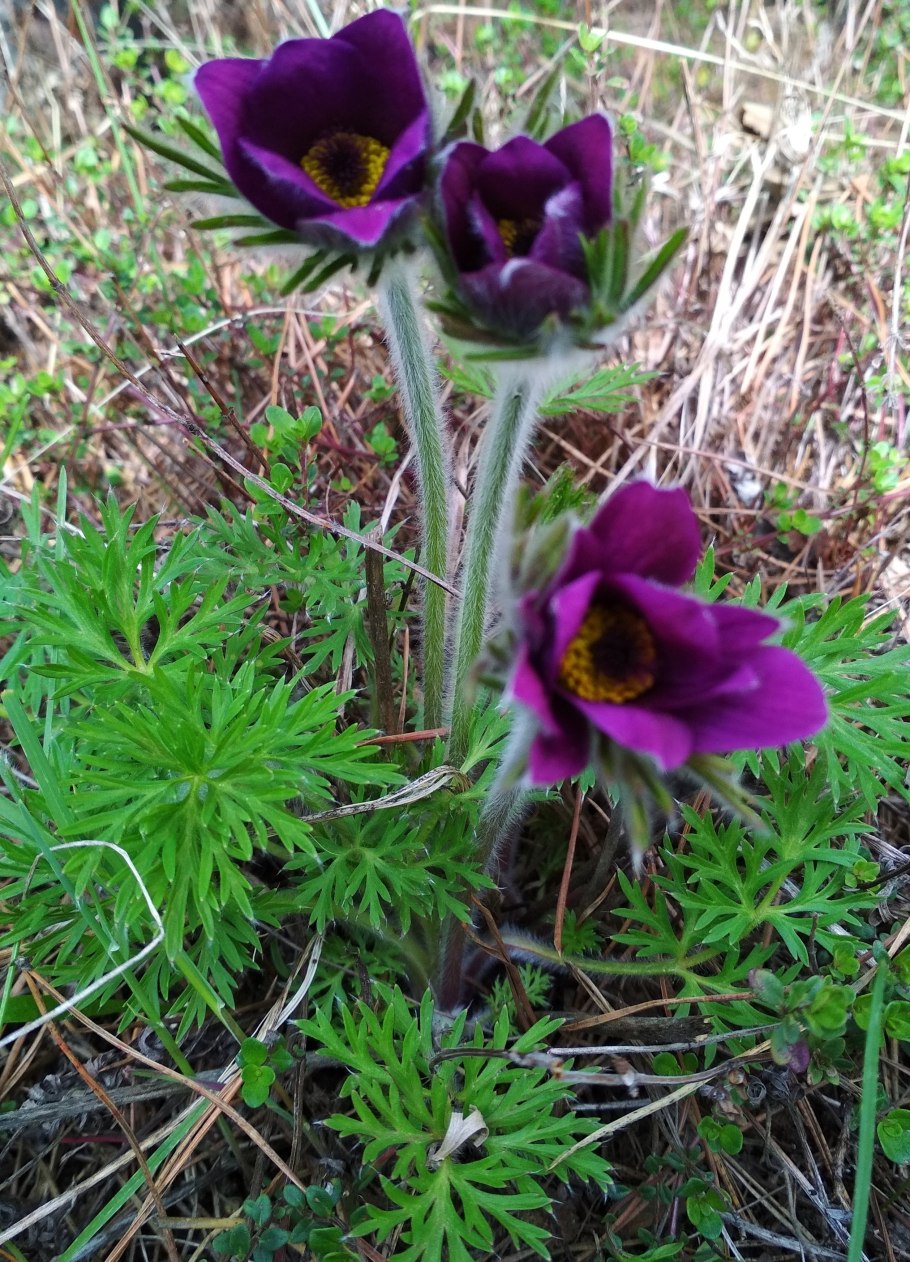 Прострел армянский