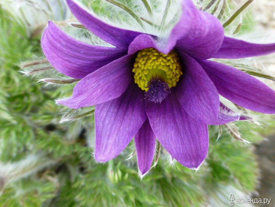 Прострел / пульсатилла обыкновенный