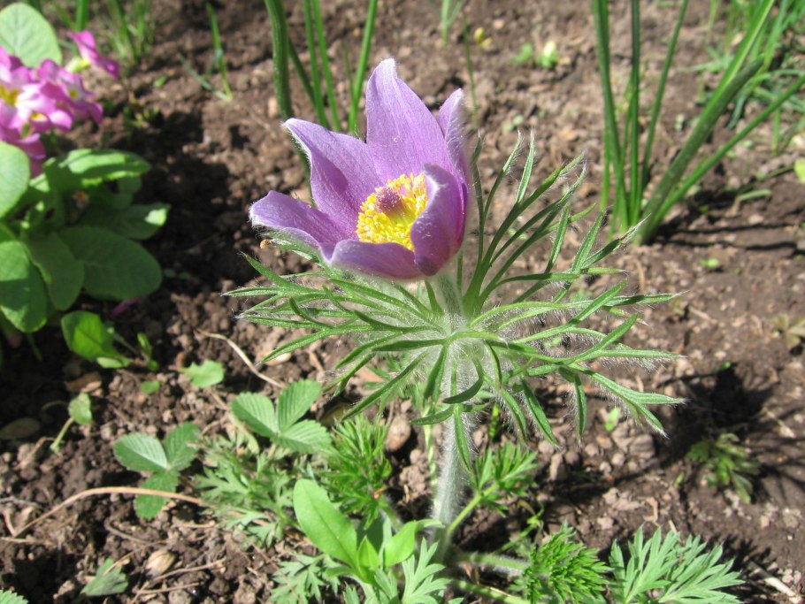 Pulsatilla vulgaris