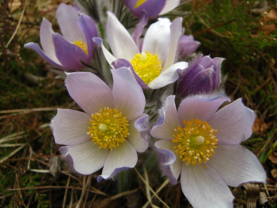 Прострел горный Pulsatilla Montana
