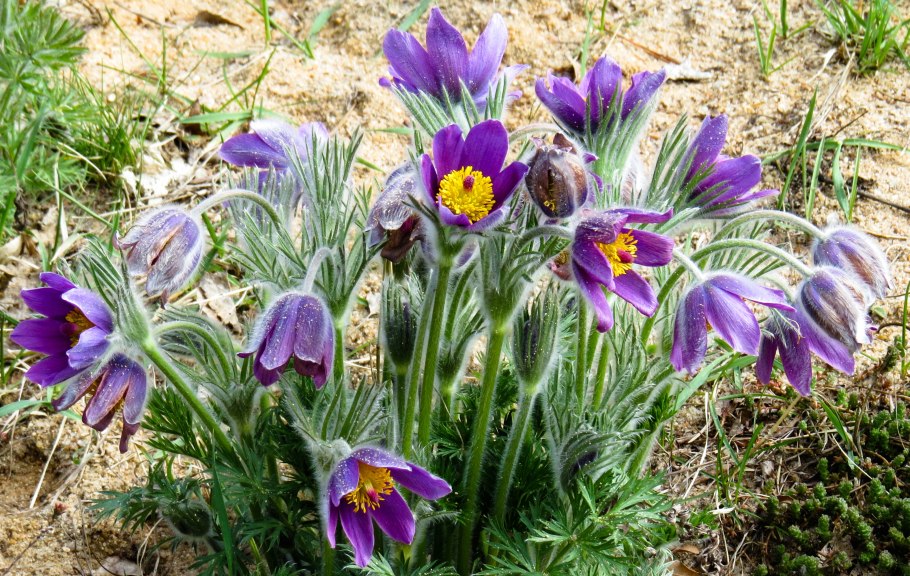 Pulsatilla прострел даурский