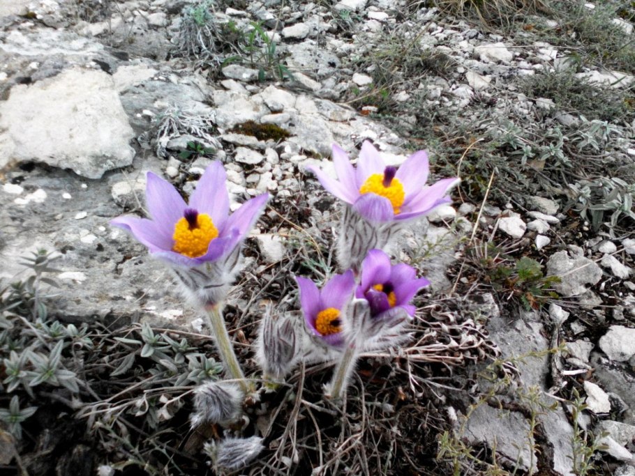 Прострел крымский сон трава