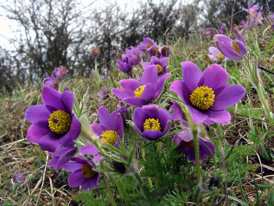 Pulsatilla прострел Даурский