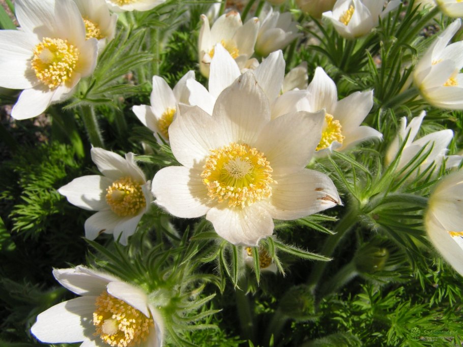 Прострел pulsatilla vulgaris alba