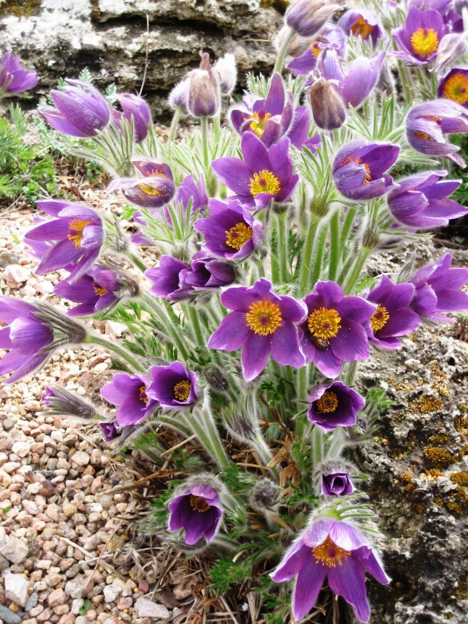 Прострел луговой pulsatilla pratensis