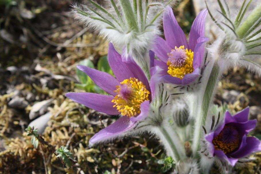 Pulsatilla ambigua прострел сомнительный