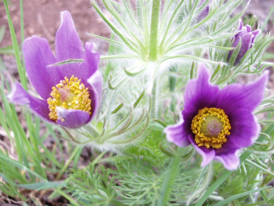 Прострел обыкновенный