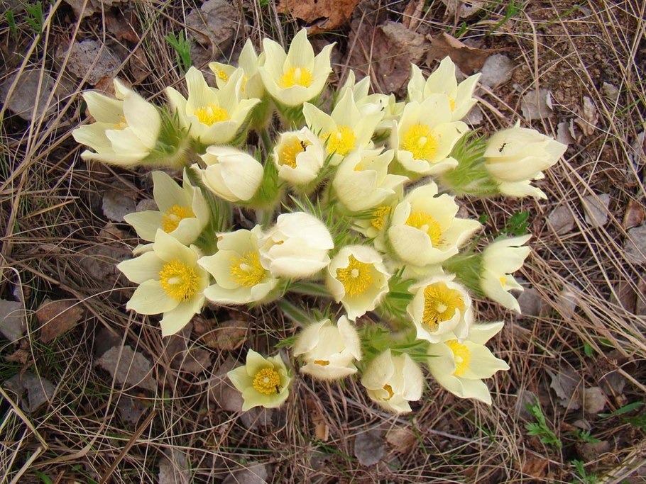 Прострел желтеющий сибирский подснежник