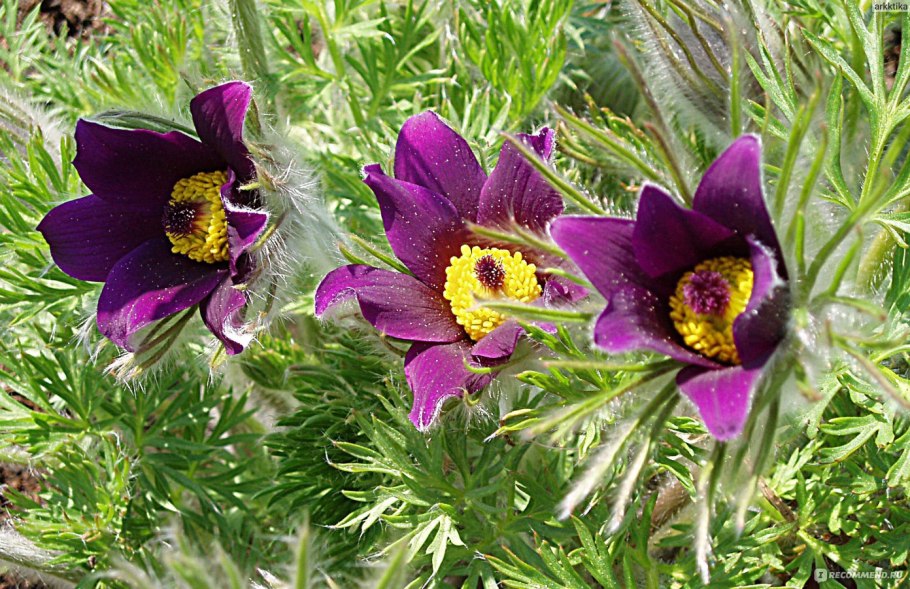 Прострел альпийский цветок