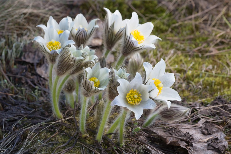 Прострел весенний pulsatilla vernalis