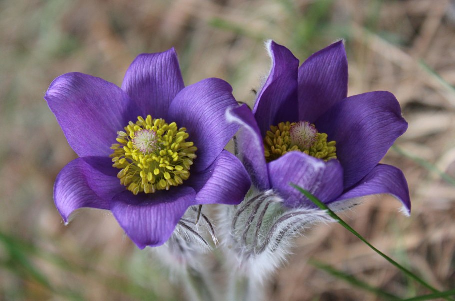 Anemone pulsatilla vulgaris alba