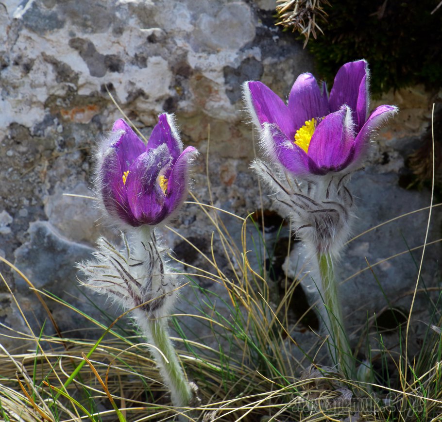 Pulsatilla vulgaris "Pinwheel Blue Violet Shades"
