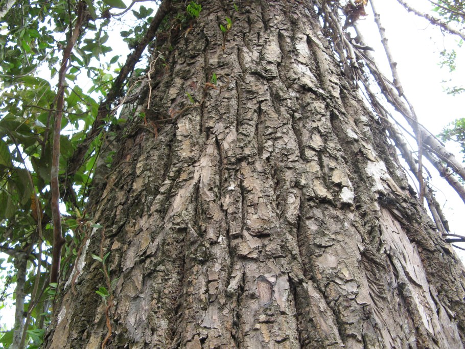 Khaya senegalensis