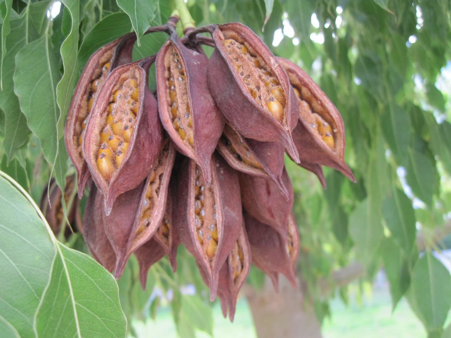 Boscia senegalensis