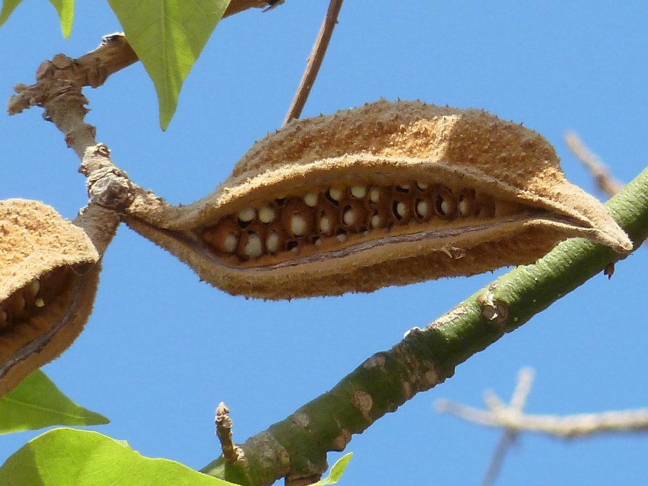 Brachychiton populneus