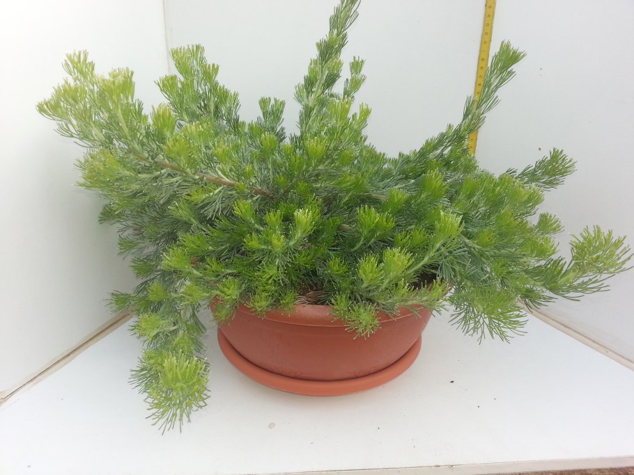 Аденантос комнатное растение