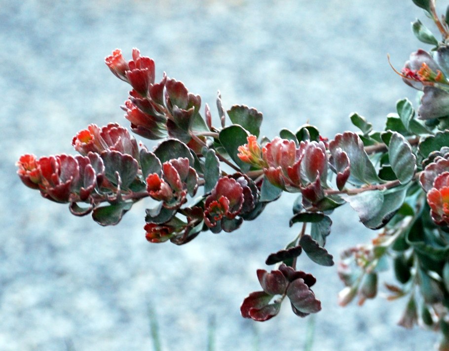 Аденантос серицеус