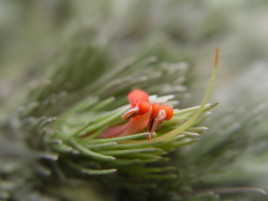 Phlegethontia linearis