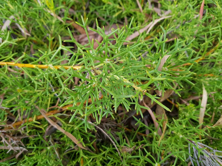 Adenanthos sericeus Labill.