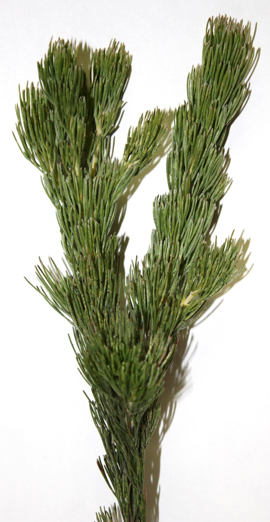 Adenanthos растение