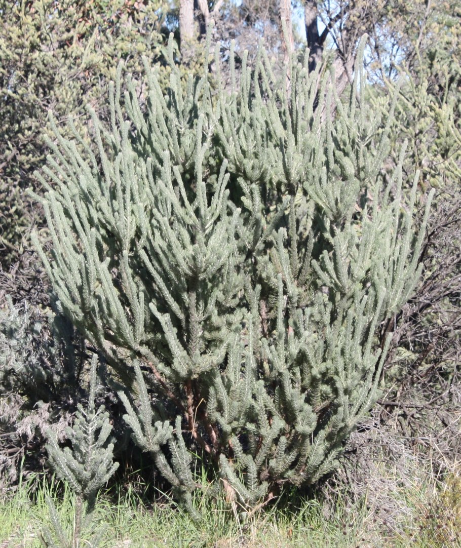 Adenanthos cygnorum