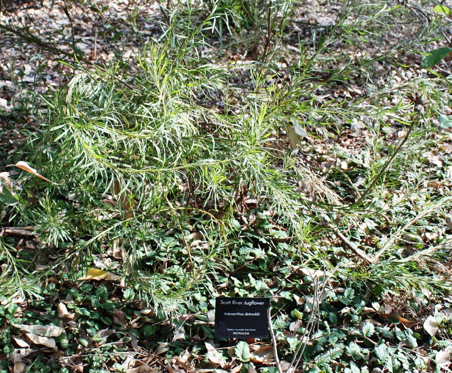 Изофизис (isophisis)