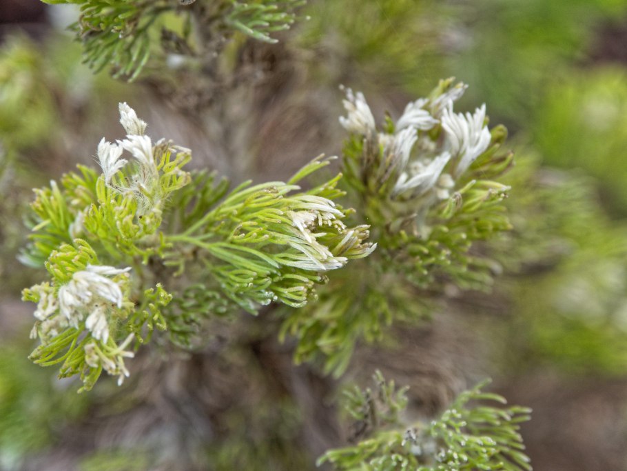 Растения штата Виктория