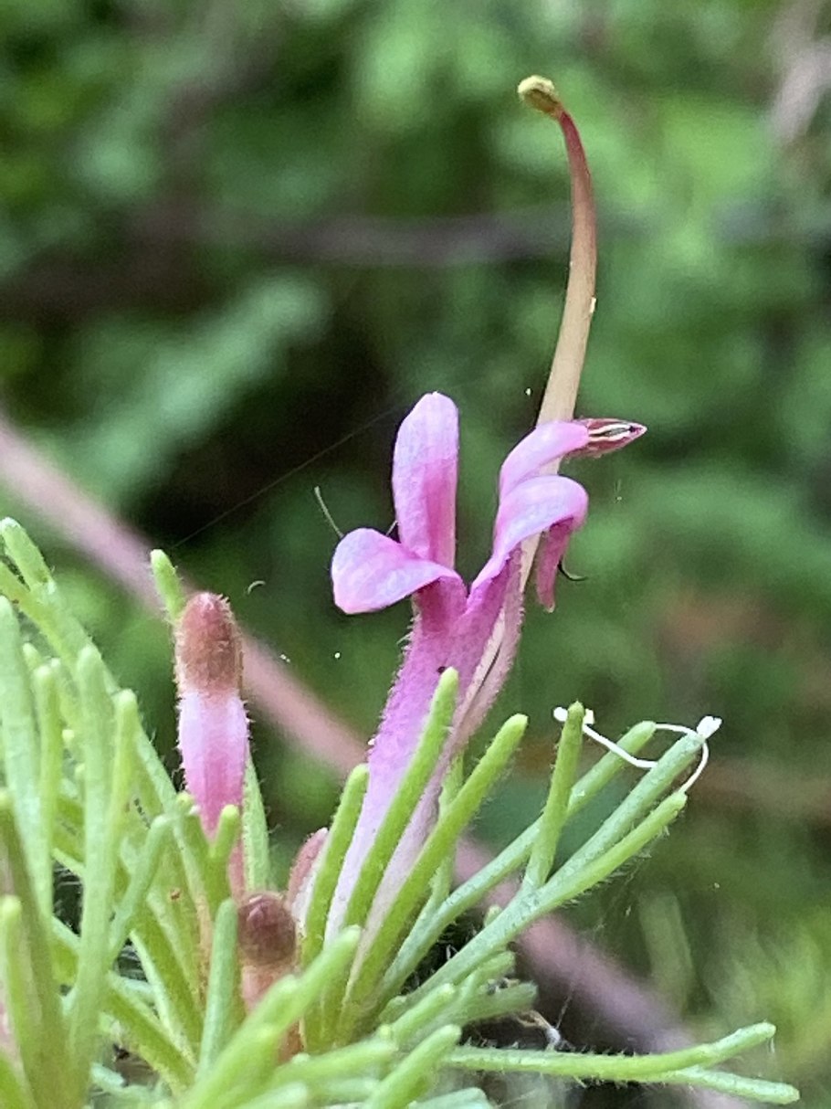 Аденантос серицеус