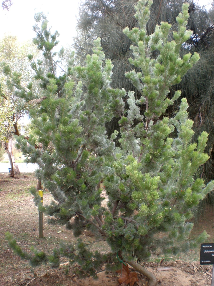 Adenanthos sericeus