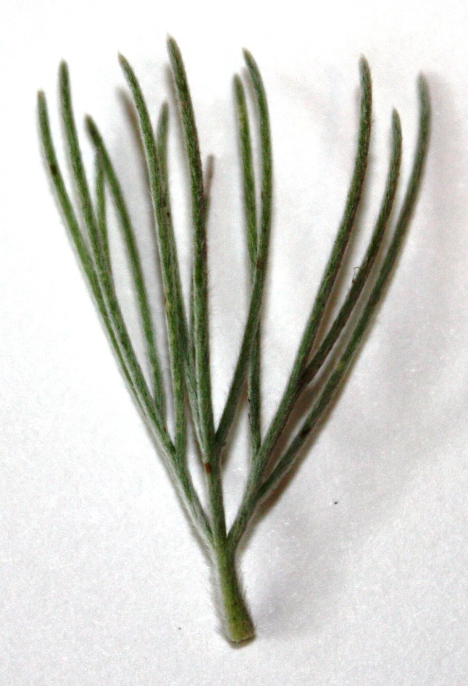 Adenanthos cygnorum